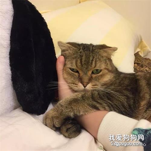貓咪離世前，奮力跳出氧氣倉，看著鏟屎官：我們來世再見啊……