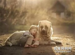 感動丨15歲的老狗竟每天堅持接小主人放學！