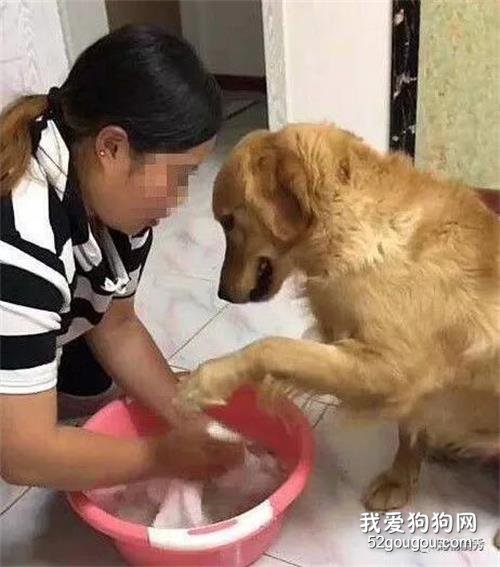 女主人蹲著洗衣服，金毛用爪子阻止女主人，接下來這幕讓人溫暖！