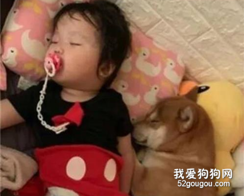 柴柴怕冷跟姐姐搶棉被蓋，分我一角好不好？?