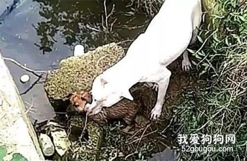 帶狗狗去公園散步，狗狗突然跳進水溝里，跟上去一看，快救它