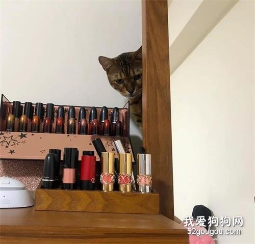 小貓咪第1000次把化妝品打碎，男主人看到后居然做了這樣的事！