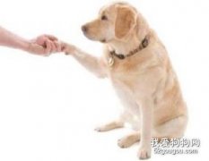 狗狗訓練方法 基本原則是多表揚少訓斥