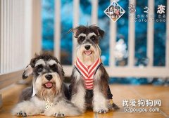 如何訓練雪納瑞 訓練雪納瑞坐下的技巧