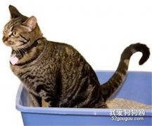 怎样训练猫咪大小便 找个“方便”的好地方