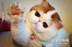 貓咪患了葡萄球菌病怎么辦？