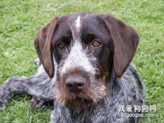 剛毛指示格里芬犬的形態特征有哪些？