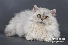 斯可可貓的性格 該貓性格十分溫順