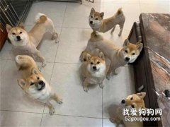 柴犬擔心主人賺錢很辛苦，第二天竟然送了一條黃金給他，好貼心！
