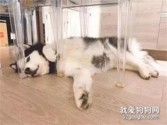 二哈拆家成癮，主人把家具換成玻璃的后，狗子抑郁了