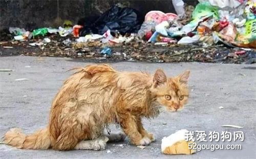 風雪中的流浪貓，60％以上都會死去