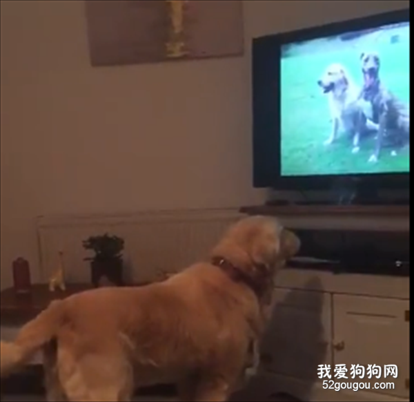 金毛看到去世兄弟的照片后，突然哭了起來！其實它們什么都懂……
