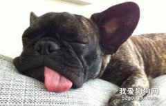 狗狗睡覺為什么會磨牙?