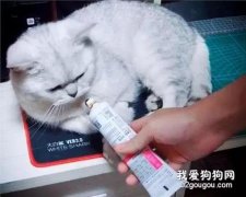 貓咪化毛膏使用的注意事項有哪些？
