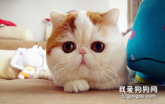 加菲貓這種貓咪平常好養嗎？