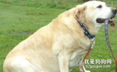 哪些狗狗平常就很容易長胖？