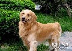 患上關節炎的狗狗會出現哪些癥狀？