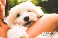 養小狗時注意不要隨便洗澡