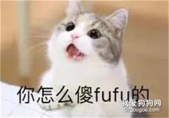 決定養布偶貓前要了解它的優缺點
