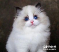 常見的布偶貓毛發顏色有幾種？