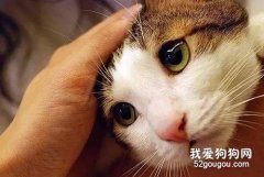 為什么貓咪平常很喜歡被摸頭？
