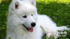 什么原因會導致狗狗毛發質量不好？