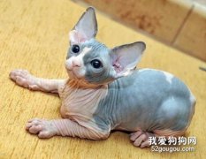 加拿大無毛貓這種貓咪有哪些優點