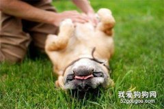 狗狗露肚皮，只是因為信任你？