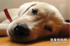 狗狗中毒的簡單治療方法