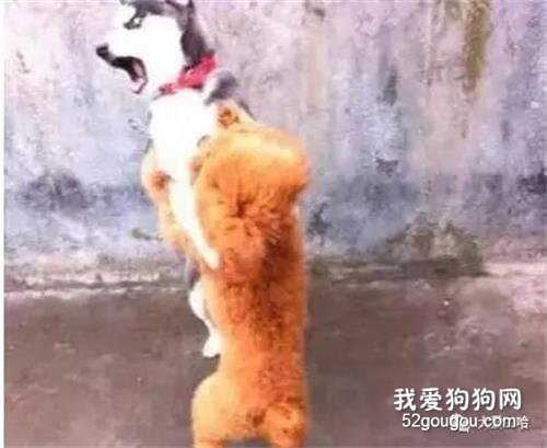 二哈跟泰迪打架，結果進了醫院：簡直沒臉見狗了