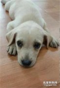 拉布拉多犬去世后養了一只新拉拉，怎料華麗變身成了串串…