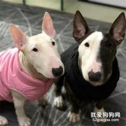 狗狗便秘癥狀及治療 如何預防狗狗便秘？