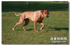 怎么區分傷口是狗咬的 如何應對處理？
