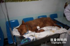 狗狗被撞危險期是幾天 狗狗撞車后該如何處理？