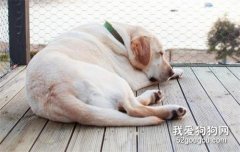狗狗抽筋全身僵硬 狗狗癲癇要提防！