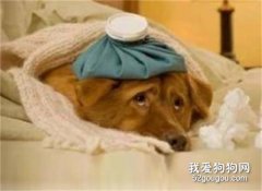 狗狗嘔吐黃水有血點 急性胃炎要注意