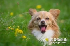 狗狗總打嗝是怎么回事？