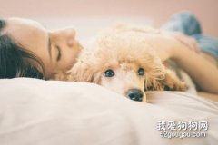 狗狗為什么喜歡和主人睡在一起？