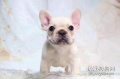 法斗分幾種體型 答案只有一個