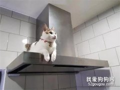網友家的貓喜歡趴在電器上面，叫下來又馬上跑上去，讓人好無奈！