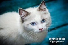 貓后背一抽一抽的是什么原因？