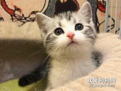 貓牙發炎了怎么辦 一定要及時治療