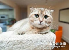 貓咪耳朵細菌感染癥狀和治療