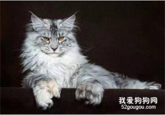 緬因貓優點和缺點有哪些？