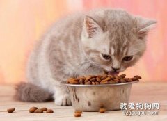成年貓一個月吃多少貓糧？