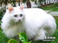 貓呼吸有呼嚕聲 是患病了還是舒服的表現？