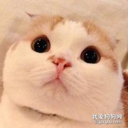 貓的內心世界是什么樣的?
