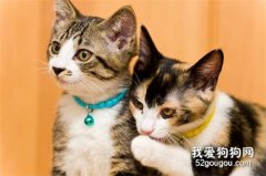 被三個月的小貓咬出血 應如何正確處理