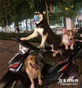哈士奇出門太吵，于是主人給它帶了個口罩，結果...太沙雕了!