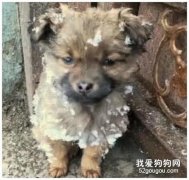大雪天小土狗突然出現在門口，無助的眼神讓業主心動了：我養你呀